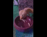 Brown gecko lizard eats worm bug terrarium 