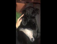 Black puppy dog sleeps on back lap 