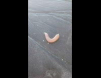 Spoon Worm slowly buries itself on the wet beach sand