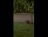 Racoons cross over fence roams at park