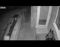 Spider climbs down the garden security camera