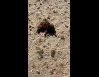Lamb asleep on desert awaken by filmer