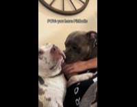 Pitbulls being clingy to hooman