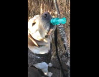 Brown dog blows into blue kazoo 