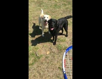 Girl throws tennis ball to two dogs outside 