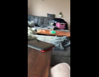 Dog turns and fell of the couch