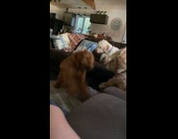 Brown dog bark at other dogs on sofa