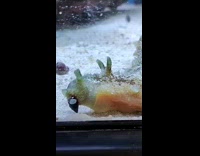 Wedge Sea Hare moves slowly inside aquarium