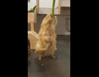 Golden guinea pig eat vegetable stem bgm