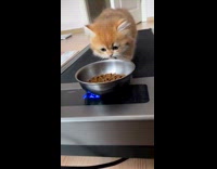 Collab Clips MPUGC2 - Cat walking on treadmill to food bowl