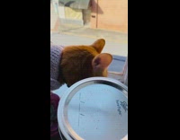 Orange cat grey sweater eats food windowsill 