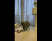 Grey cat white kitten eat food bowl 