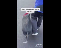 Pet black pig runs across grass