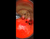 Man shows bantam chick with 5 toes