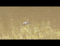 Bubbles behind head of alligator at pond