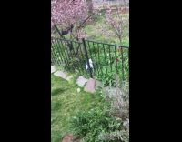 Small white dog cant squeeze through gate 