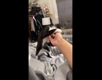 Kitten play bite hand of the filmer