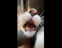 Gray cat tries to reach and bite camera