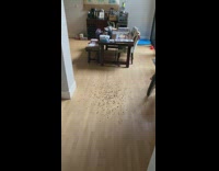 Black labrador dog runs after kibble food 