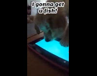 Golden retriever puppy watches fish on tablet