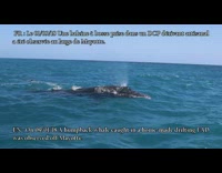 Humpback Whale stuck with a man made tourniquet