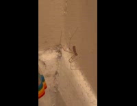 Spider dance and bounce on room corner