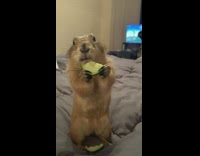 Prairie dog eats cucumber slice