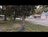 Herd of deer runs around the neighborhood