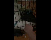 Guys dog sleeps on a funny position 