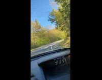 Car drives through one way road trees 