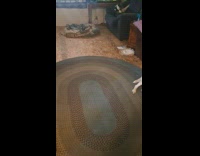 Dog hates sneezes and barks at owner 