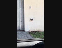 Dog puts face through hole in wall