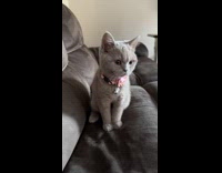 Grey cat wear pink bow stand up