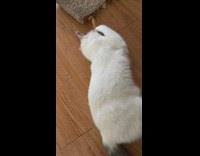 Grey white cat kicks orange carrot toy 