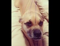 Brown dog gets scalp head massage 