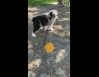 Australian shepherd puppy dog orange fly swatter