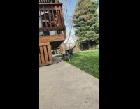 Black white puppy upright ears runs backyard 
