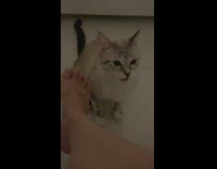 Cat smells foot and opens mouth 