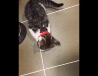 cat with red collar eating food