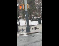 Man with hat feeds pigeons on sidewalk