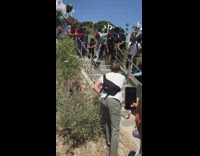 Dog grey sweater skateboard stairs 