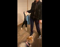 Cat inside paper bag with legs dangling out