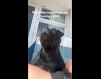 Collab Clips MPUGC - Dog sniffing neighbors barbecue 