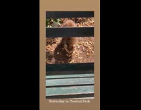 Submitter shows raccoon strolls around the park