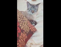 Grey cat blue eyes red throw pillow