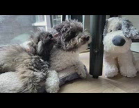 Two small dogs on grey bed window 