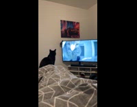 Black cat watch DDOI cat videos on TV