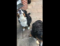 Girl gives bread two large dogs backyard 