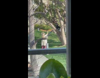 Woman black leggings climb tree pictorial park