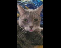 Pet cat lie down and sticks tongue out mouth